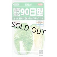 [白菜]　耐病黄芯90日型（冬月90）　約130粒　サカタ交配　実咲