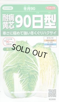 [白菜]　耐病黄芯90日型（冬月90）　約130粒　サカタ交配　実咲