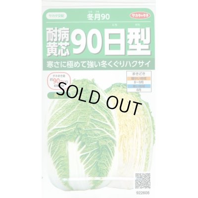 画像1: [白菜]　耐病黄芯90日型（冬月90）　約130粒　サカタ交配　実咲