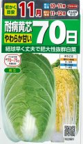 白菜　耐病黄芯やわらか甘い70日(さとぶき613)　約130粒　(株)サカタのタネ　実咲450（002933）