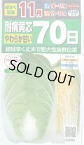 白菜　耐病黄芯やわらか甘い70日(さとぶき613)　約130粒　(株)サカタのタネ　実咲450（002933）