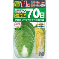 白菜　耐病黄芯やわらか甘い70日(さとぶき613)　約130粒　(株)サカタのタネ　実咲450（002933）