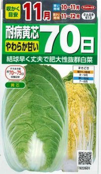 白菜　耐病黄芯やわらか甘い70日(さとぶき613)　約130粒　(株)サカタのタネ　実咲450（002933）