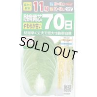 白菜　耐病黄芯やわらか甘い70日（さとぶき613）　約130粒　サカタ交配　実咲