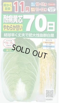 白菜　耐病黄芯やわらか甘い70日（さとぶき613）　約130粒　サカタ交配　実咲