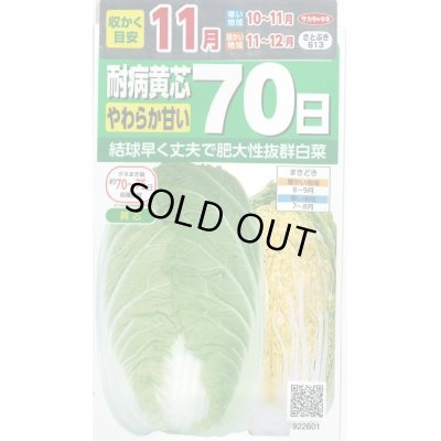 画像1: 白菜　耐病黄芯やわらか甘い70日（さとぶき613）　約130粒　サカタ交配　実咲