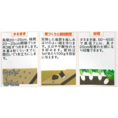 画像5: 送料無料　[大根]　ミニダイコン　ころっ娘　約150粒　(株)サカタのタネ　実咲450（003073）