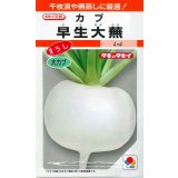 送料無料　[かぶ]　早生大蕪　小袋　3.5ml　タキイ種苗(株)　RF