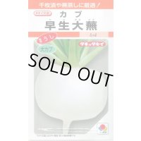 送料無料　[かぶ]　早生大蕪　小袋　3.5ml　タキイ種苗(株)　RF