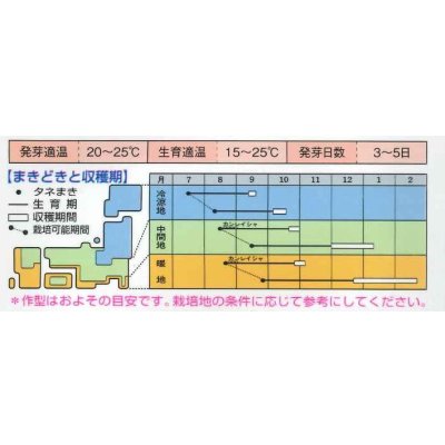 画像3: 送料無料　[かぶ]　早生大蕪　小袋　3.5ml　タキイ種苗(株)　RF