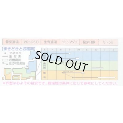 画像3: 送料無料　[かぶ]　早生大蕪　小袋　3.5ml　タキイ種苗(株)　RF