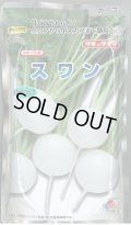 送料無料　[かぶ]　スワン　1dl　タキイ種苗(株)