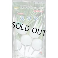 送料無料　[かぶ]　スワン　1dl　タキイ種苗(株)