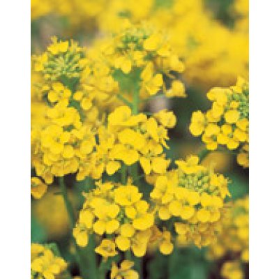 画像3: 送料無料　花の種　景観用　菜の花　寒咲系混合　約5平米用　（株）サカタのタネ　実咲350（026177）