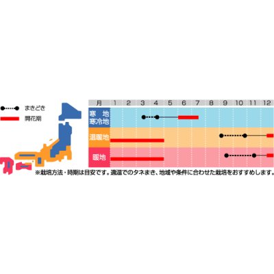 画像2: 送料無料　花の種　景観用　菜の花　寒咲系混合　約5平米用　（株）サカタのタネ　実咲350（026177）