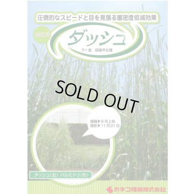 画像2: [緑肥]　ライ麦　ダッシュ　1kg　カネコ種苗(株)