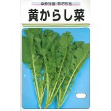 送料無料　[葉物]　黄からし菜　20ml