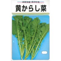 送料無料　[葉物]　黄からし菜　20ml