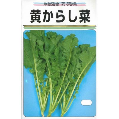画像1: 送料無料　[葉物]　黄からし菜　20ml