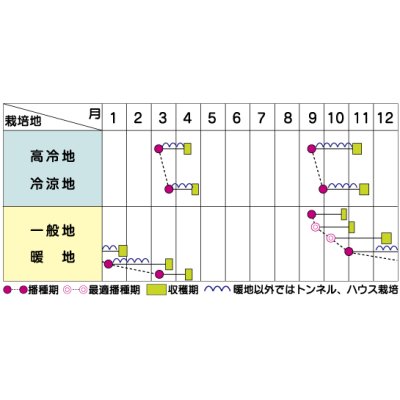 画像4: [ほうれんそう] ハイドン 種子サイズ：M 3万粒 （株）サカタのタネ