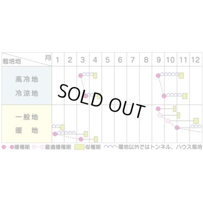 画像4: [ほうれんそう]　ハイドン　種子サイズ：M　3万粒　（株）サカタのタネ