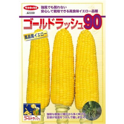 画像5: 送料無料　[とうもろこし]　ゴールドラッシュ90　約55粒　(株)サカタのタネ　実咲450（002890）