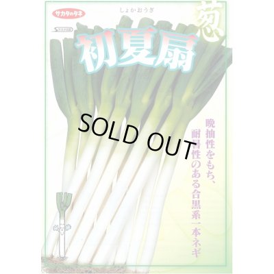 画像4: 送料無料 [ねぎ] 初夏扇 ペレット種子 6千粒 (株)サカタのタネ