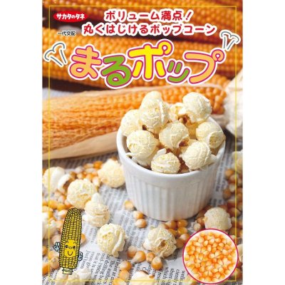 画像2: [とうもろこし]　まるポップ　約65粒　サカタ交配　実咲