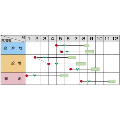 画像3: 送料無料　[かぼちゃ]　くりほまれ　500粒　(株)サカタのタネ