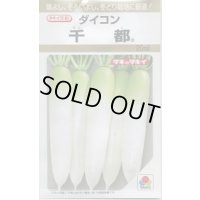 送料無料　[大根]　千都　20ml　タキイ種苗(株)