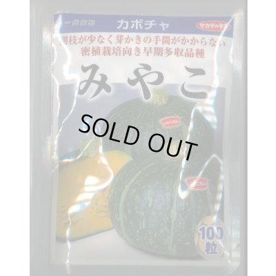画像1: 送料無料　[かぼちゃ]　みやこ　100粒　(株)サカタのタネ