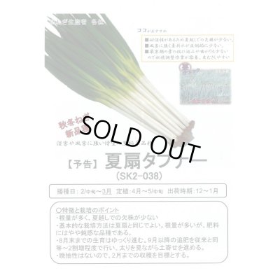 画像4: 送料無料　[ねぎ]　夏扇タフナー　1dl(裸種子)　(株)サカタのタネ