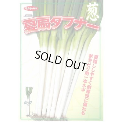 画像2: 送料無料　[ねぎ]　夏扇タフナー　1dl(裸種子)　(株)サカタのタネ