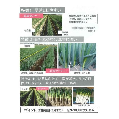 画像5: 送料無料 [ねぎ] 夏扇タフナー 1dl(裸種子) (株)サカタのタネ