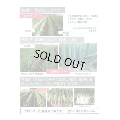 画像5: 送料無料　[ねぎ]　夏扇タフナー　1dl(裸種子)　(株)サカタのタネ