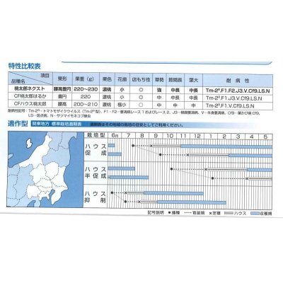 画像3: [トマト/桃太郎系]　桃太郎ネクスト 1000粒 タキイ種苗（株）