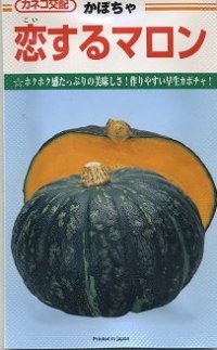[かぼちゃ]　恋するマロン　50粒　カネコ交配