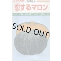 送料無料　[かぼちゃ]　恋するマロン　50粒　カネコ種苗（株）