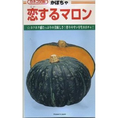 画像1: [かぼちゃ]　恋するマロン　50粒　カネコ交配