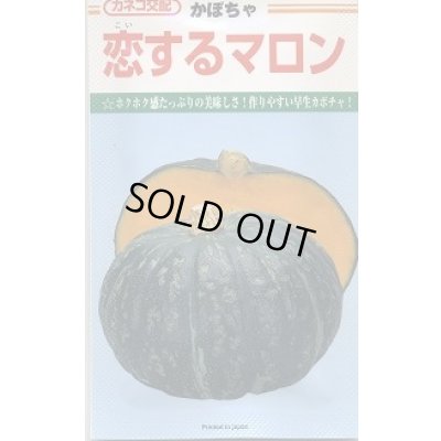 画像1: 送料無料　[かぼちゃ]　恋するマロン　100粒　カネコ種苗（株）