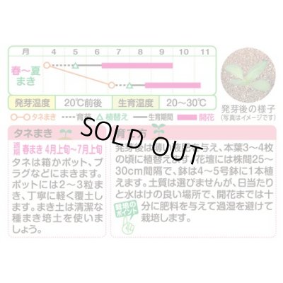 画像3: 送料無料　花の種　百日草(ジニア)・ザハラ　ミックス　小袋　タキイ種苗(株)NL300