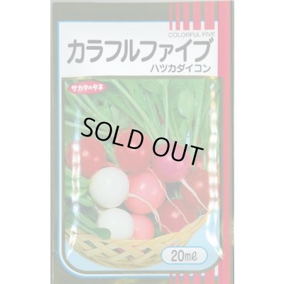 画像1: [大根] はつかだいこん カラフルファイブ 20ml (株)サカタのタネ