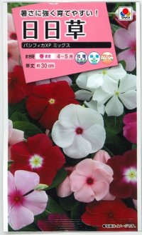 花の種　日日草（ビンカ）・パシフィカ XP ミックス　小袋　タキイ種苗（株）