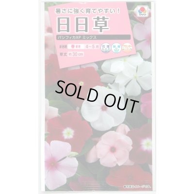 画像1: 送料無料　花の種　日日草(ビンカ)・パシフィカ　XP　ミックス　小袋　タキイ種苗(株)NL300