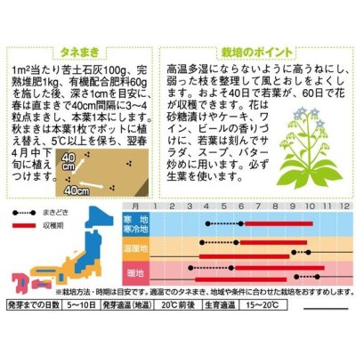 画像2: [ハーブの種]　ボリジ　約45粒　サカタのタネ　実咲