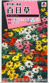 花の種　百日草（ジニア）・ザハラ ミックス　小袋　タキイ種苗（株）