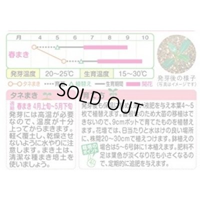 画像3: 送料無料　花の種　日日草(ビンカ)・パシフィカ　XP　ミックス　小袋　タキイ種苗(株)NL300