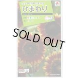 送料無料　花の種　ひまわり　フロリスタン　小袋　タキイ種苗(株)NL200