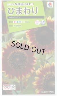 送料無料　花の種　ひまわり　フロリスタン　小袋　タキイ種苗(株)NL200