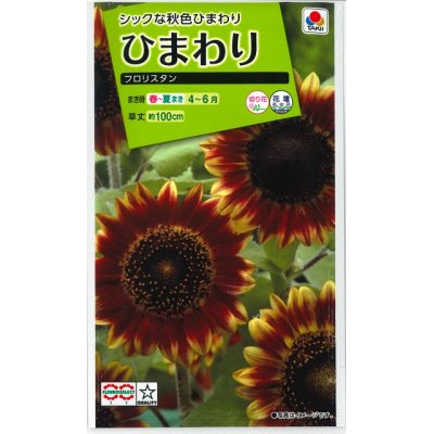 画像1: 花の種　ひまわり　フロリスタン　小袋　タキイ種苗（株）